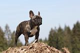 BOULEDOGUE FRANCAIS 372